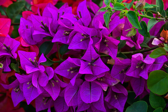 Red and purple Bougainvillea flowers background, bunga Bougenville merah dan ungu asia. Pink. purple, voilet, lilac. close up view. Bougenville flowers are also called paper flowers 