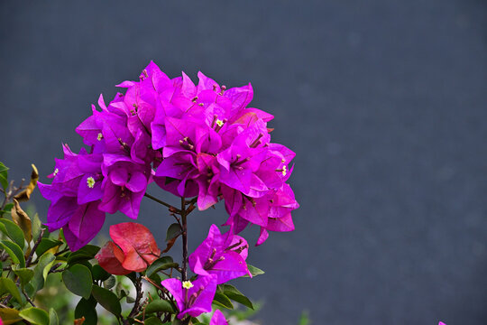 close up view of purple Bougainvillea flowers, bunga Bougenville ungu asia. purple, voilet, lilac. close up view. Bougenville flowers are also called paper flowers