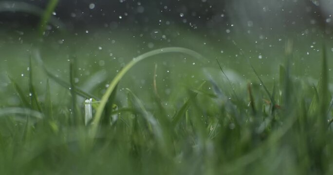 Golf ball sitting in wet green grass with water droplets splashing.