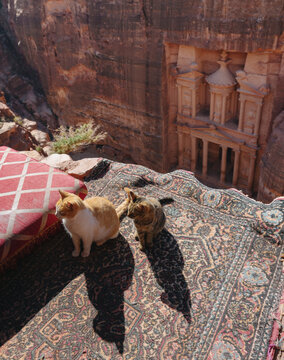 Petra, Treasury ancient architecture in Jordan, with cats sitting on view point