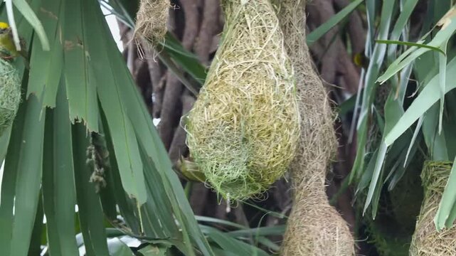 Baya Weaver Renovating an Old Nest with Fresh Grass