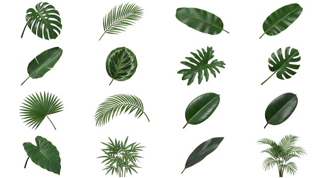 Tropical green leaves collection with monstera, palm, banana and philodendron foliage isolated on transparent background for botanical design