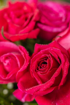Macro view of fresh pink and red roses covered with delicate dew droplets, featuring selective focus and soft blurred floral background. Vibrant petals, natural texture rich color and shallow depth of