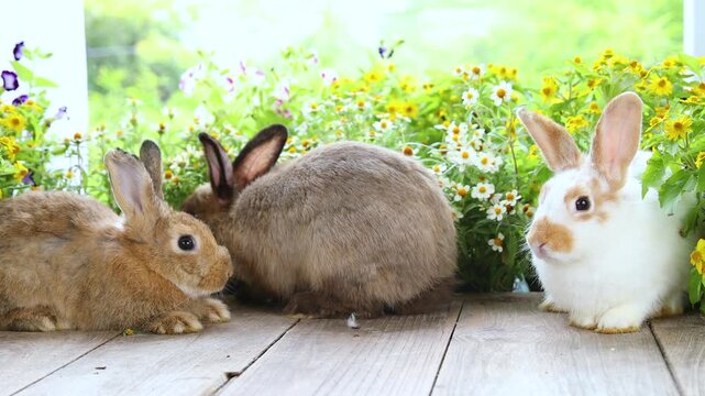Title	
Group of adorable baby rabbits sitting in a row on green grass. Cute fluffy newborn bunnies lined up on a green lawn outdoors. Side view of lovely baby rabbit resting together on a sunny day. 