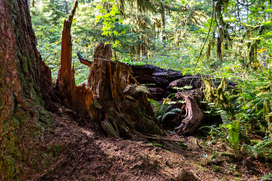 Picturesque tree stump in the forest