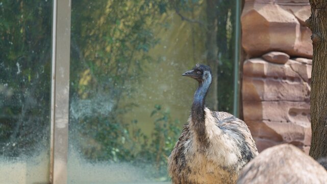 emu taking a breath and enjoying the fresh air, emu closing its eyes while standing under the sun in the zoo