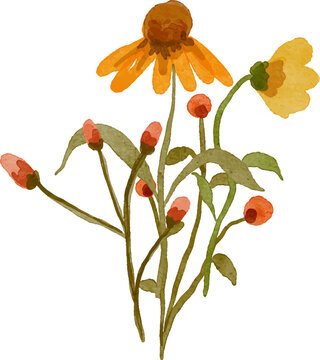 Watercolor painting of a bouquet of orange and yellow coneflowers with buds and green leaves isolated on a white background delicate floral illustration