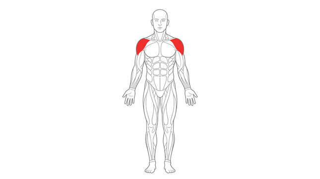 Human Male Anatomy Vector Illustration Highlighting the Deltoid Muscle Group in Red on a Full Body Muscular System Diagram, Front View Medical Education Chart