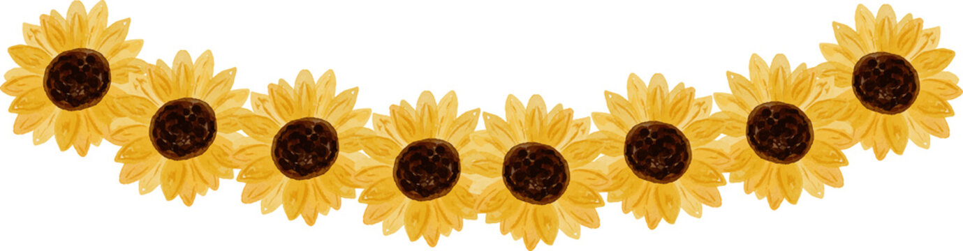 Watercolor garland of sunflowers decorative floral border with yellow petals and dark brown centers isolated on white background summer and autumn design element