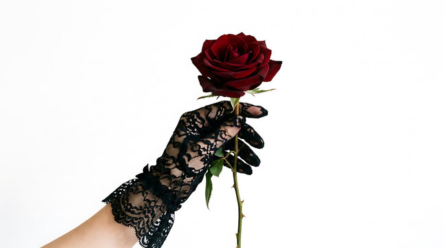Hand in black lace glove holding a dark red rose against white background