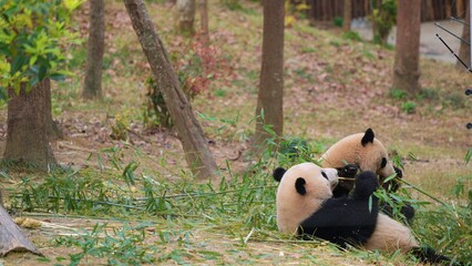 giant panda feeling both sleepy and hungry in the same time in the morning, panda enjoying its meal in the park with its best friend © ElizabethGo