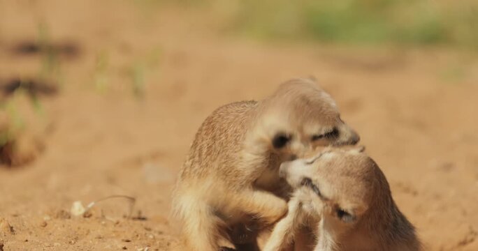 Two meerkats interacting affectionately in their natural sandy habitat.