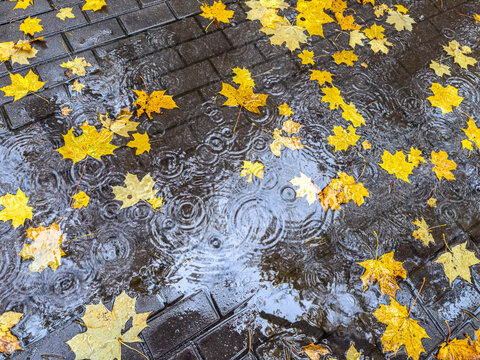 autumn yellow leaves floating in rain puddle on sidewalk surface. rainy weather in the city.