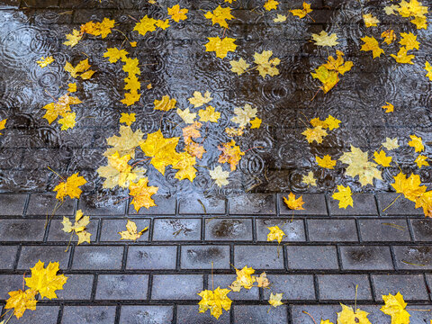 yellow maple leaves floating in a puddle with ripples from falling raindrops. autumn sidewalk during heavy rain.