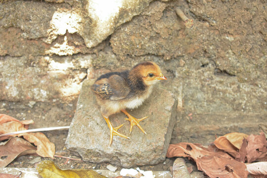 Single baby chick standing on stone in farm yard