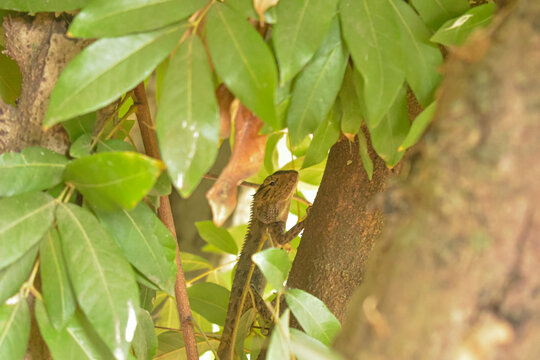 Small crested lizard perching on tree branch surrounded by lush green foliage