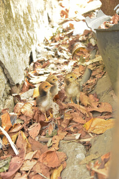 Group of cute small baby chicks standing among dry fallen leaves