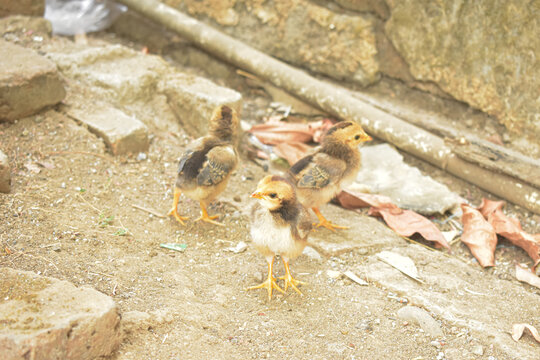 Three cute small baby chicks walking on ground in rural farm yard