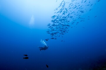 Schooling reef fish in sunlit blue water above a coral reef © JongHyeon