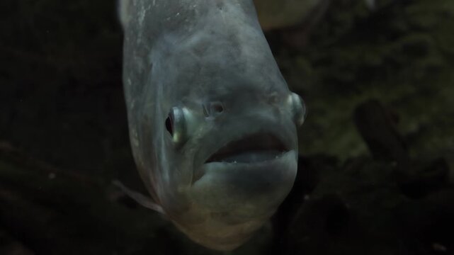 A close-up shot of a piranha swimming and breathing in dark aquarium with visible mouth and sharp teeth.