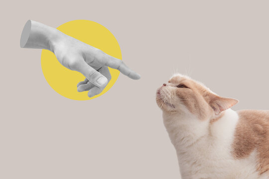 Digital collage modern art, a cat sniffing finger. Cat lover, animal lover, petting cat