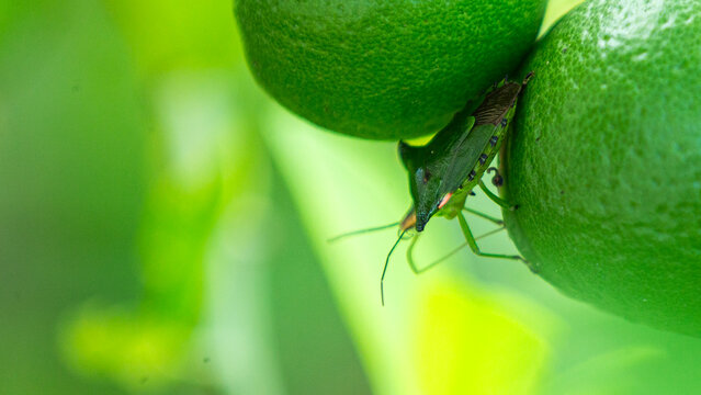 Macro shot of a green shield bug perched on fresh green lime fruits.A high-quality close-up macro photograph capturing a vibrant green shield bug (Pentatomoidea), commonly known as a stink bug .