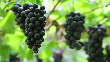 Ripe purple grapes hanging on vine in sunny vineyard © Airin