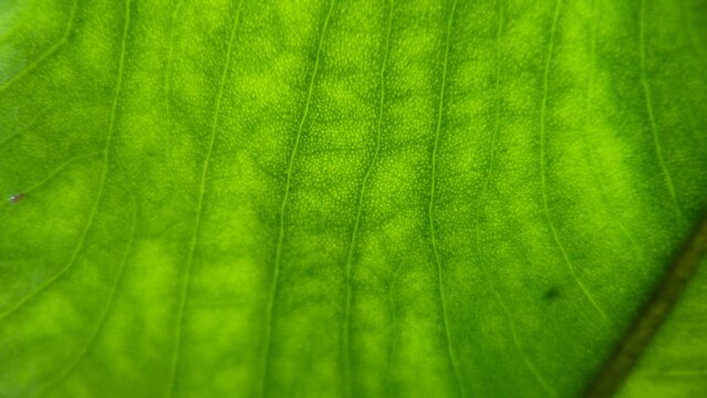 abstract close-up macro photo for background