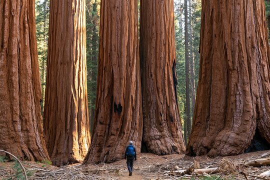 Forest hiker walking among giant redwood trees wilderness adventure
