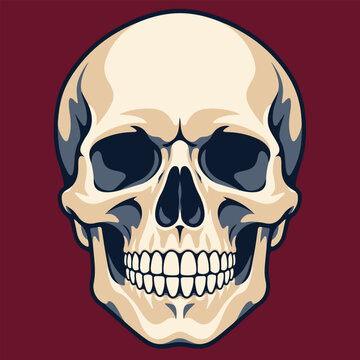 Detailed Frontal Human Skull Flat Vector for Anatomy and Halloween Design