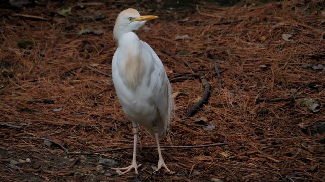 egret
