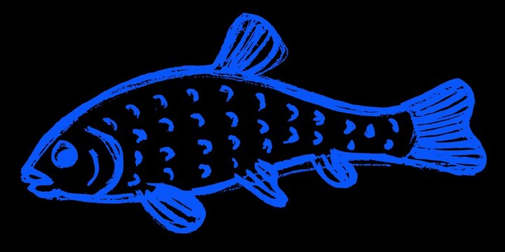 vector drawing of tench fish, styled as linocut or rubber stamp (lazure blue)