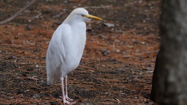 cattle egret on field