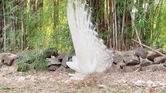 white peacock raising its feathers up again and start dancing in nature, cinematic shot of rare indian peafowl mating dance 