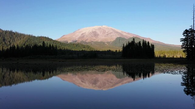 4K aerial drone footage above Goat Marsh Lake wetlands, Washington, USA, with water lilies, evergreen forest and snow-free Mt. St. Helens reflected in calm water during early fall
