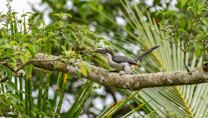 Hornbill bird perched on a fruiting tree branch in a tropical forest © nilanka