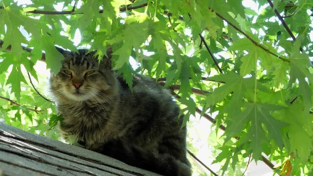 cat on rooftop