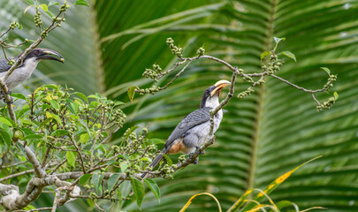 A pair of Sri Lanka grey hornbills perched closely together on a fruiting tree and fed on fruits © nilanka