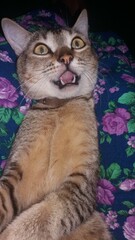 Funny domestic tabby cat lying on back with surprised open mouth expression at home. Close up portrait of a funny brown tabby cat lying on its back over blue floral blanket with wide eyes showing tong © aiu