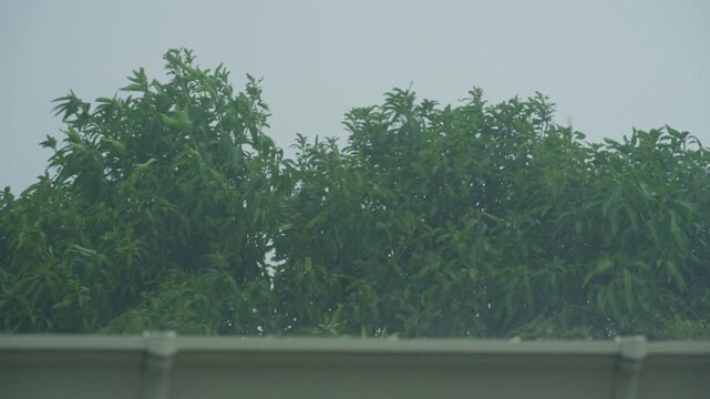 Heavy rain falling on house roof with green trees background during tropical rainy season.