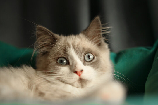 A close-up of a fluffy gray and white Ragdoll cat with striking blue eyes. The cat is resting on a green surface, displaying a calm expression.