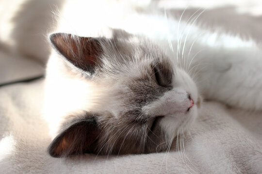 A fluffy Ragdoll cat with blue eyes rests on a soft blanket. The cat has a white body with gray markings on its ears and face.