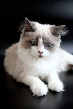 A fluffy Ragdoll cat with blue eyes lies on a black surface. The cat has a white coat with gray markings on its ears and face.