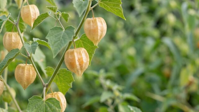 Cape gooseberry or goldenberry fruits, Physalis peruviana, growing on Physalis plant with delicate husks and leaves, 4K video