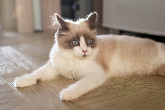A fluffy Ragdoll cat with blue eyes lies on a wooden floor. The cat has a cream-colored body with gray markings on its face and ears.