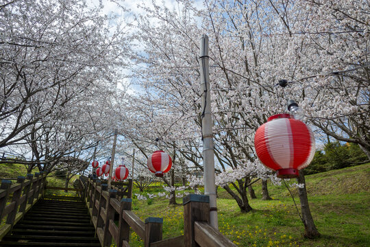 Traditional red and white paper lanterns hanging along wooden stairs under full bloom cherry blossoms in spring