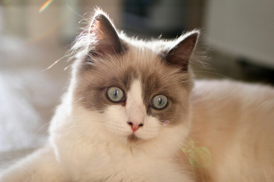 A fluffy Ragdoll cat with blue eyes and a white coat sits indoors. The cat has a calm expression and soft fur, illuminated by natural light.