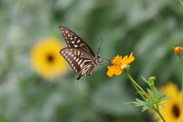 A swallowtail butterfly sipping nectar from a yellow cosmos flower. © Mt. Cape