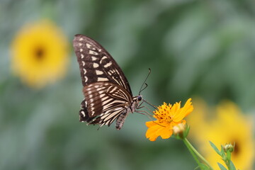 A swallowtail butterfly sipping nectar from a yellow cosmos flower. © Mt. Cape