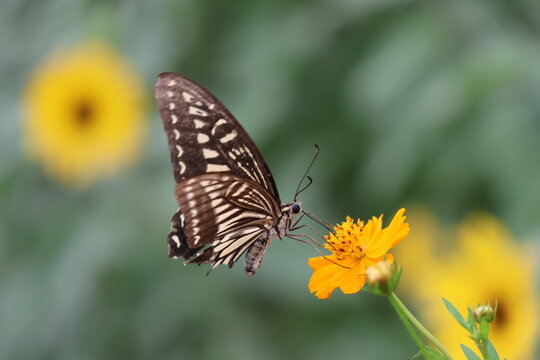 A swallowtail butterfly sipping nectar from a yellow cosmos flower.